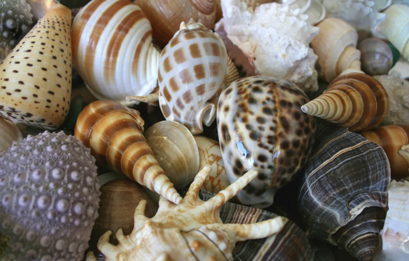 Photo wallpaper sea, summer, shell, shell