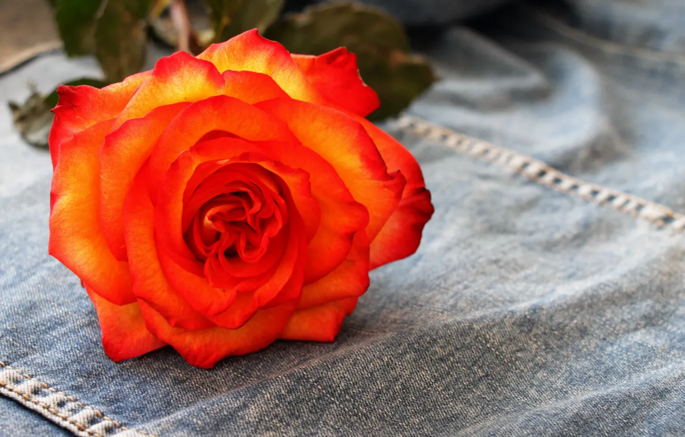 Photo wallpaper flowers, roses, tea rose