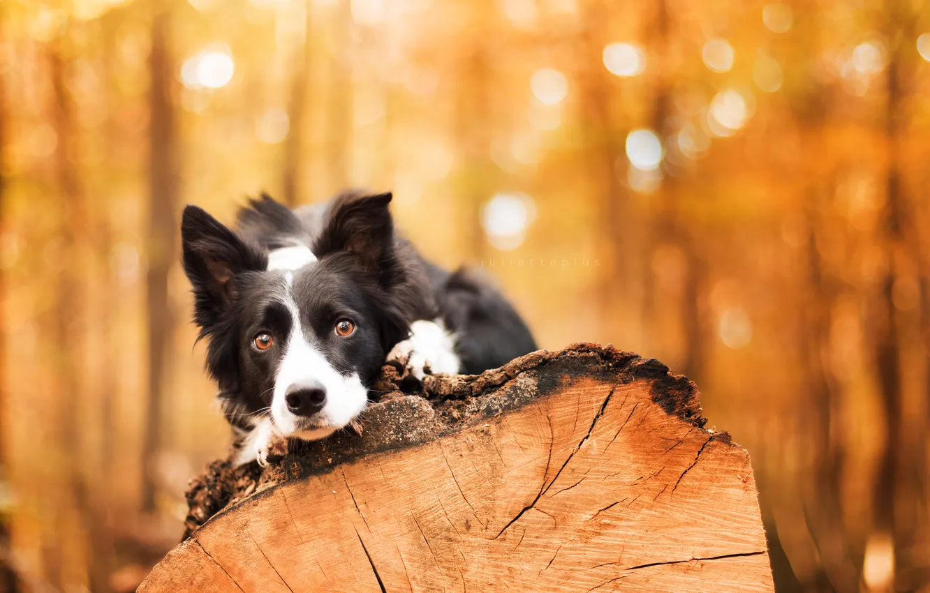 Photo wallpaper trees, each, dog