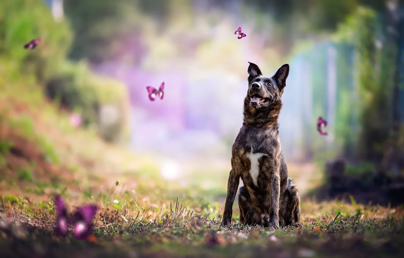 Photo wallpaper forest, language, summer, grass, look, trees, flight, nature