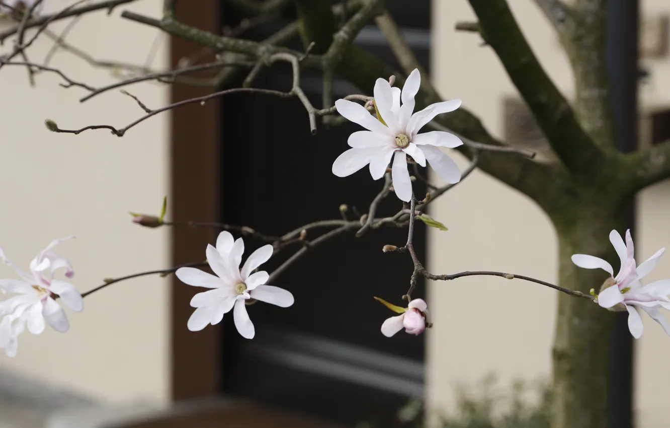 Photo wallpaper flowers, branches, wall, home, spring, the door, white, flowering