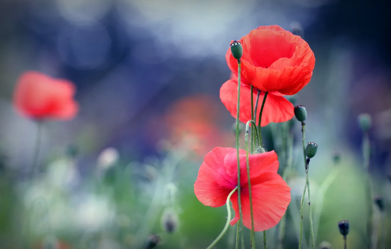 Photo wallpaper flowers, red, Maki, blur, bokeh