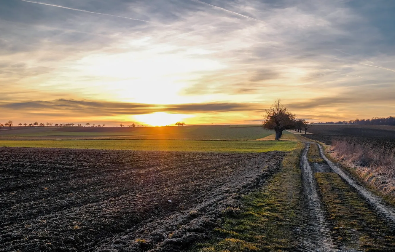 Photo wallpaper field, summer, morning
