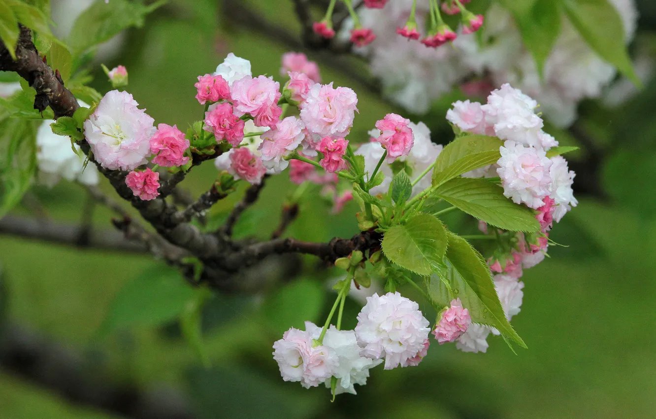Photo wallpaper leaves, branches, spring, Sakura, flowering, bokeh