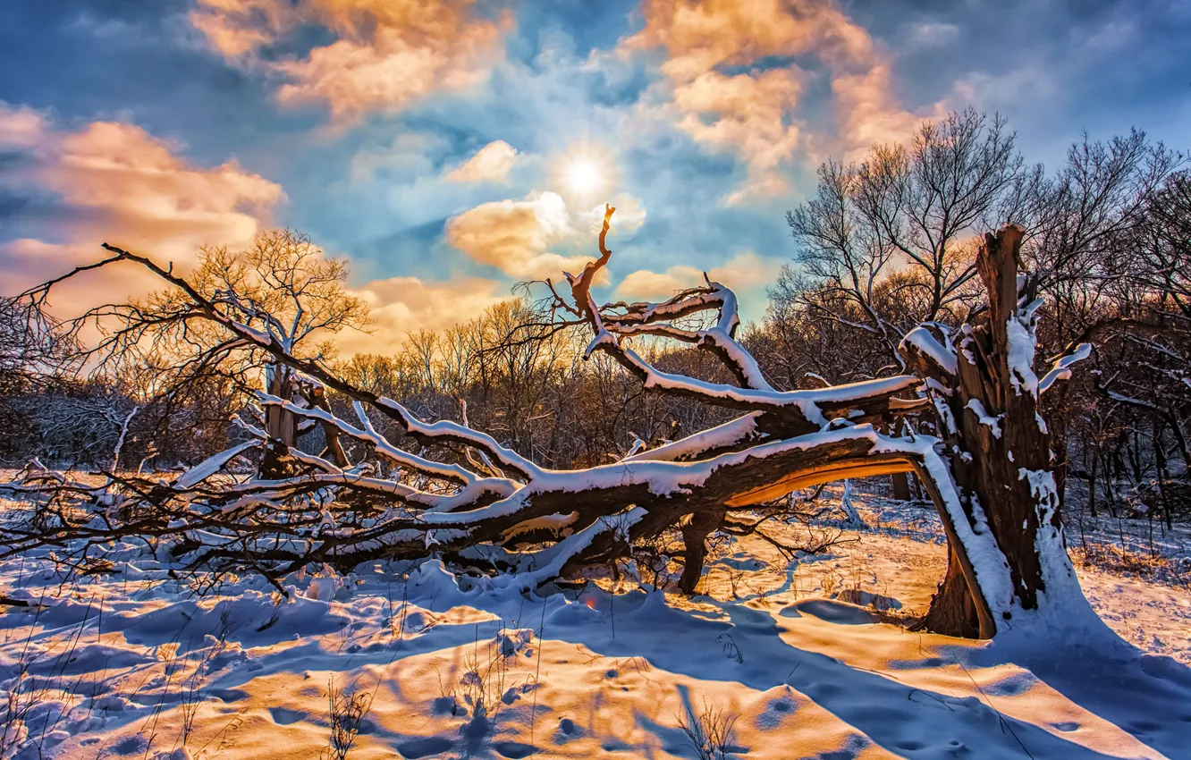 Photo wallpaper winter, forest, the sky, the sun, clouds, snow, trees