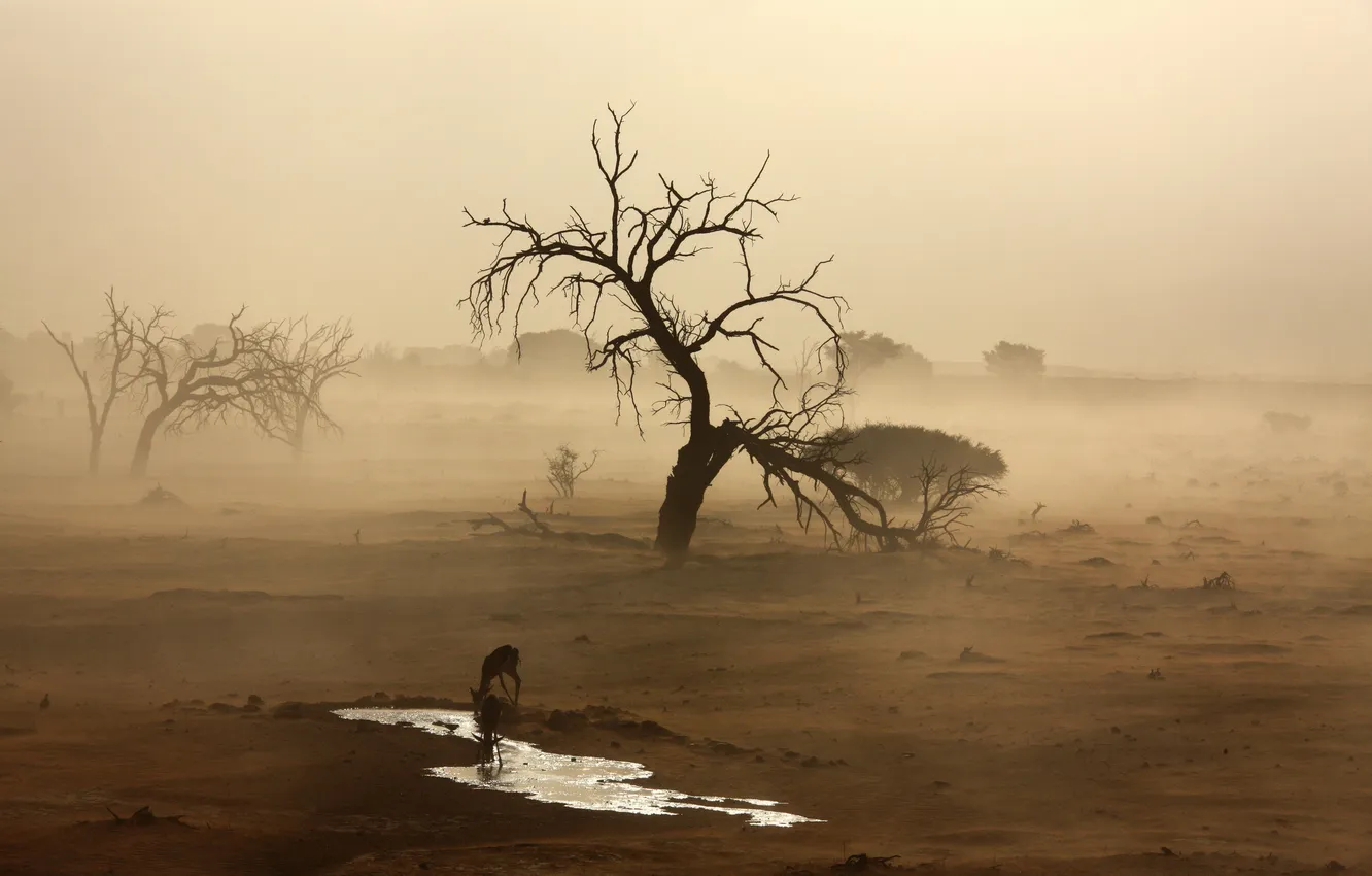 Photo wallpaper sand, fog, desert, Africa, drink, antelope, Namib