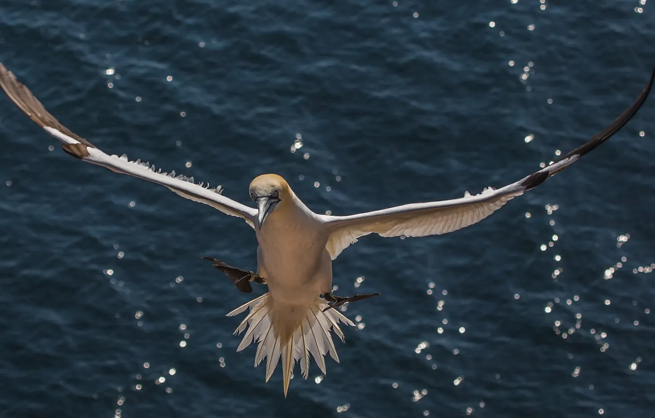 Photo wallpaper water, bird, seagulls, wings