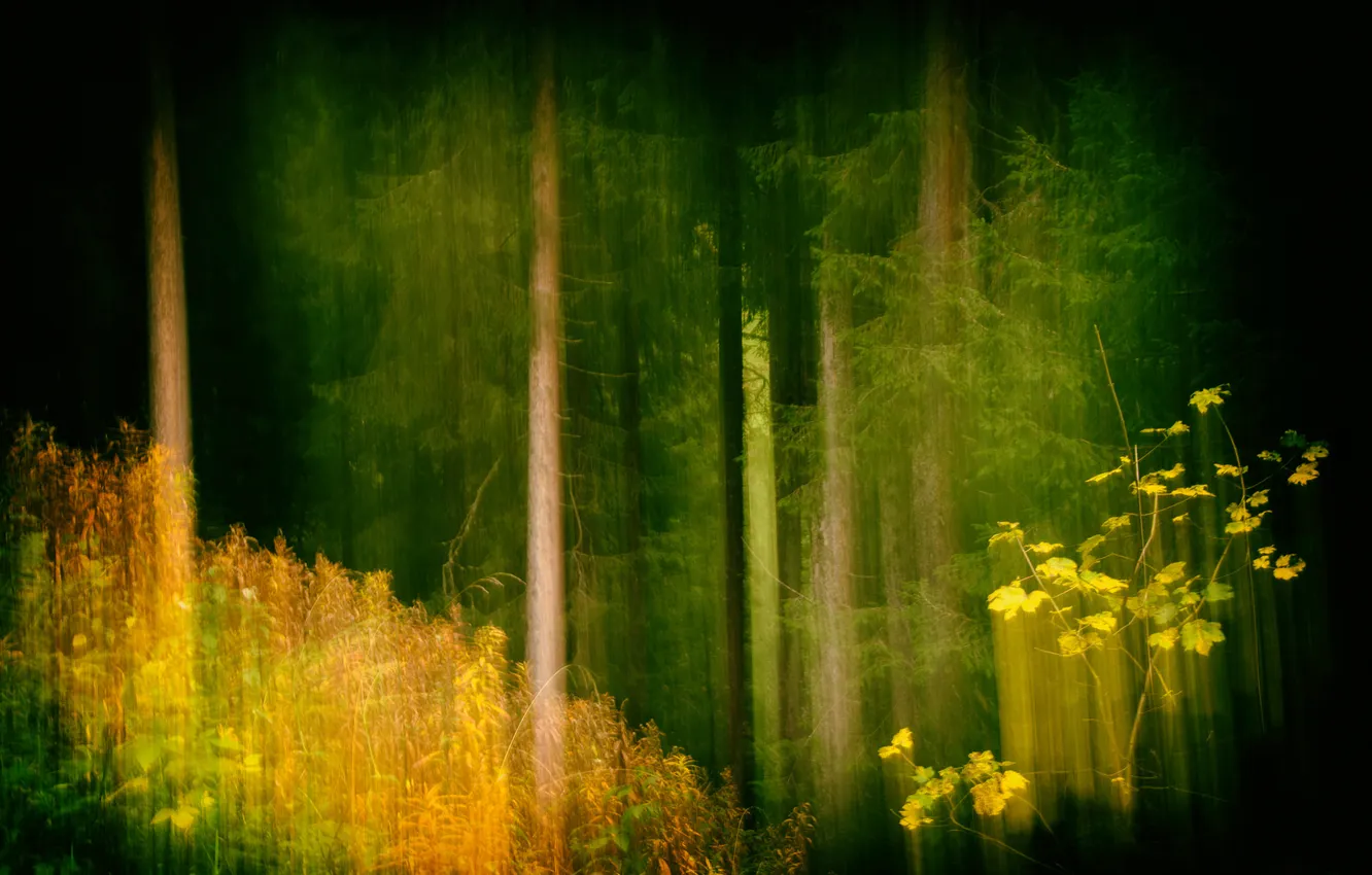 Photo wallpaper autumn, forest, nature