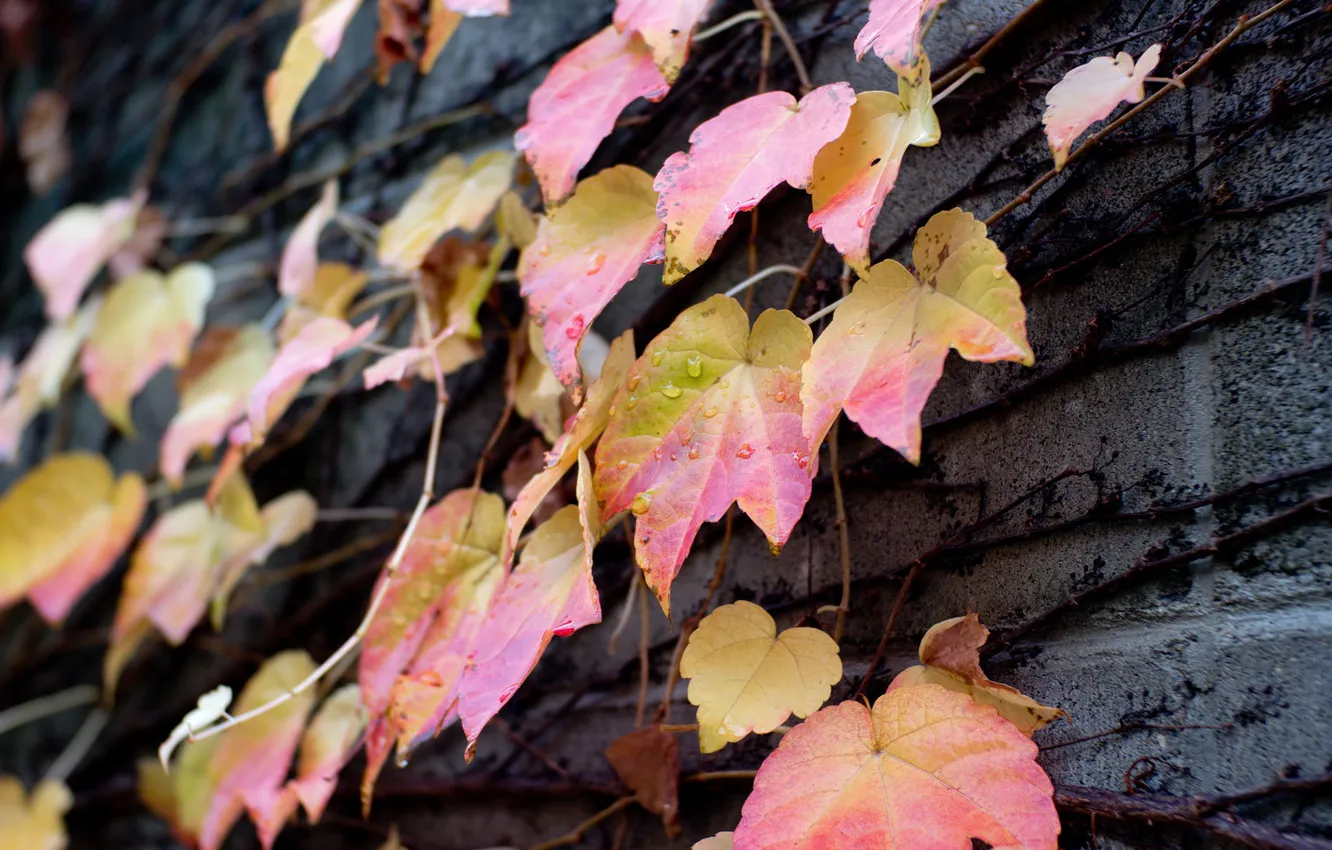 Photo wallpaper drops, wall, plant, color, leaf, after the rain, pink, graduation