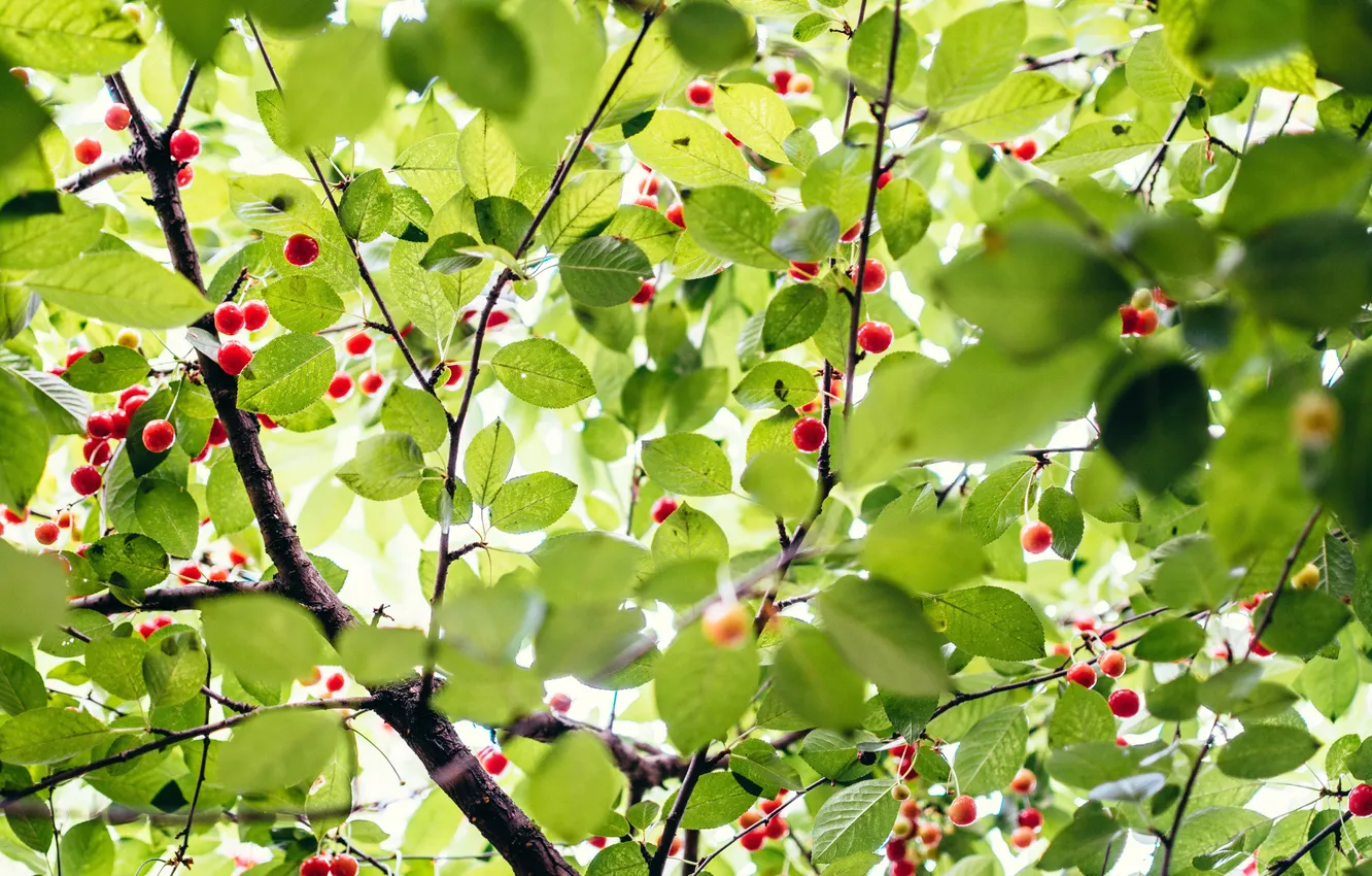 Photo wallpaper green, trees, nature, leaves, berries, branches