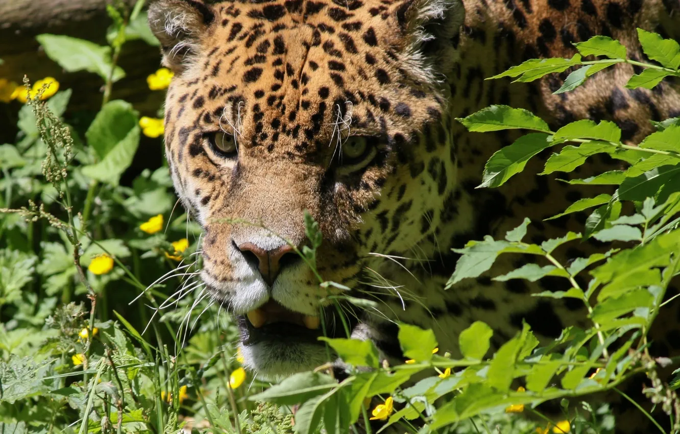 Photo wallpaper face, predator, Jaguar, wild cat