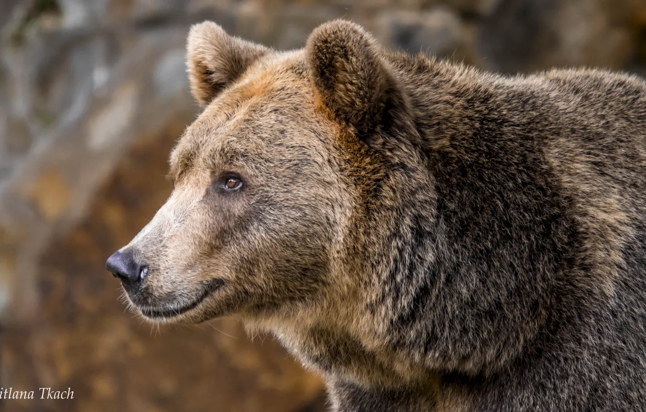 Photo wallpaper look, face, portrait, bear, brown bear, the Bruins