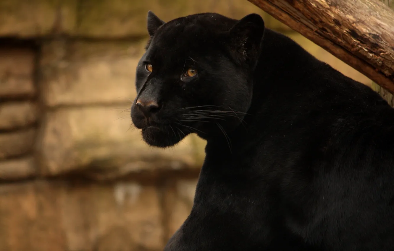Photo wallpaper face, predator, Panther, wild cat, black Jaguar