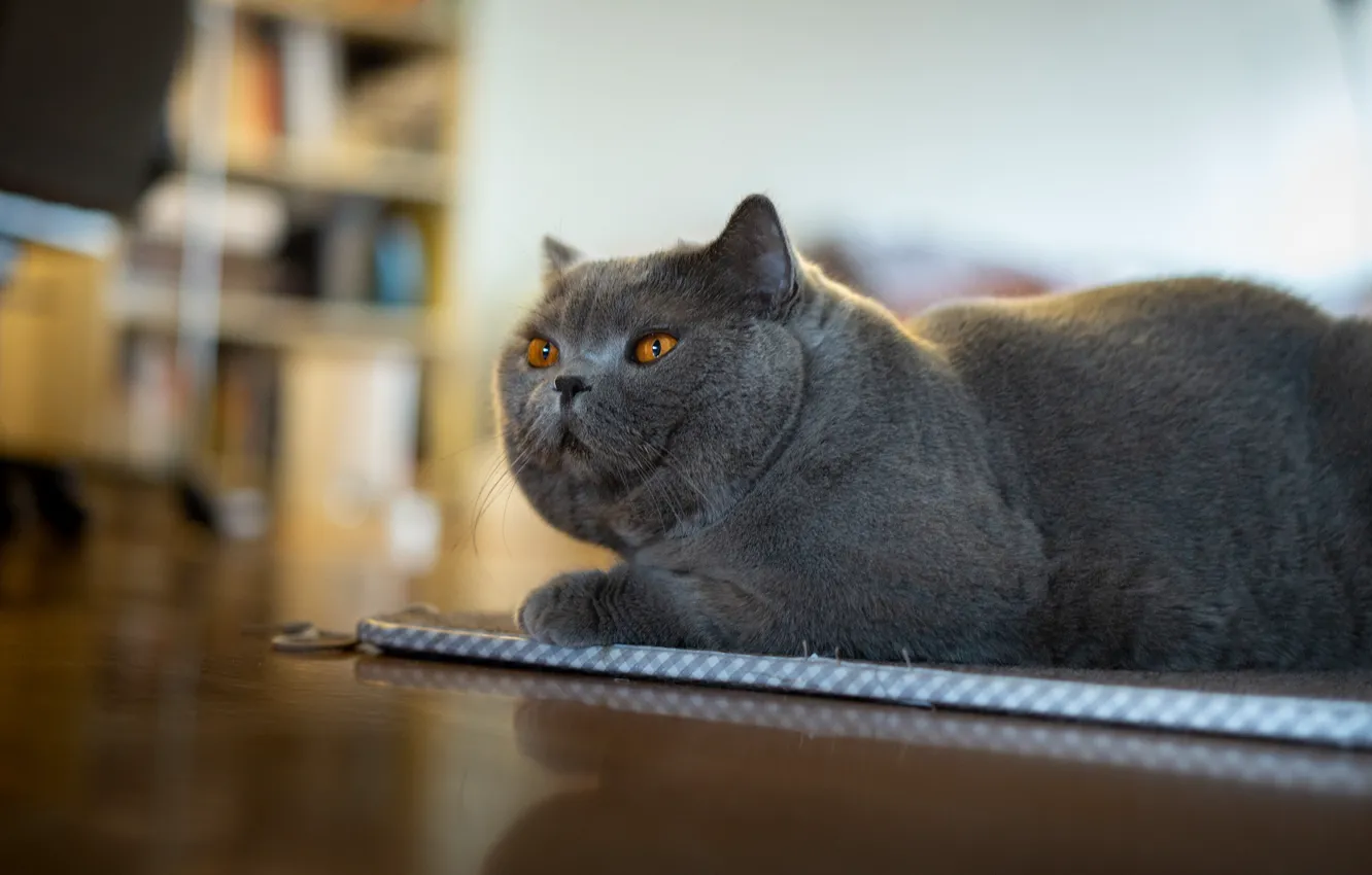 Photo wallpaper cat, cat, look, pose, face