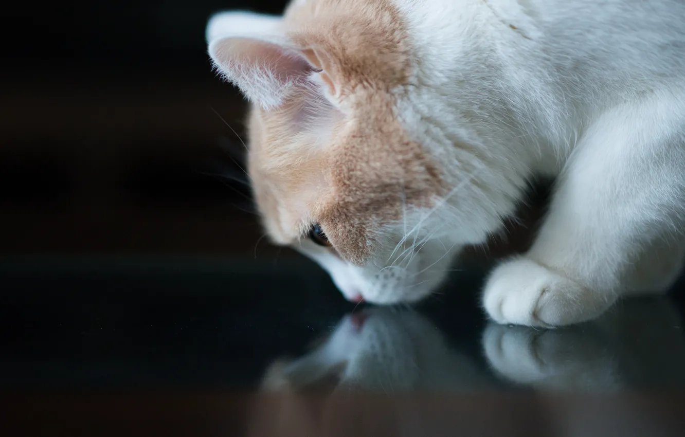 Photo wallpaper white, cat, sniffing
