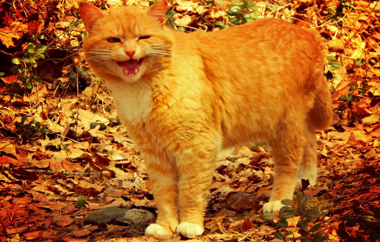 Photo wallpaper cat, predator, Fox, male, hunting, red, hunter, 2014