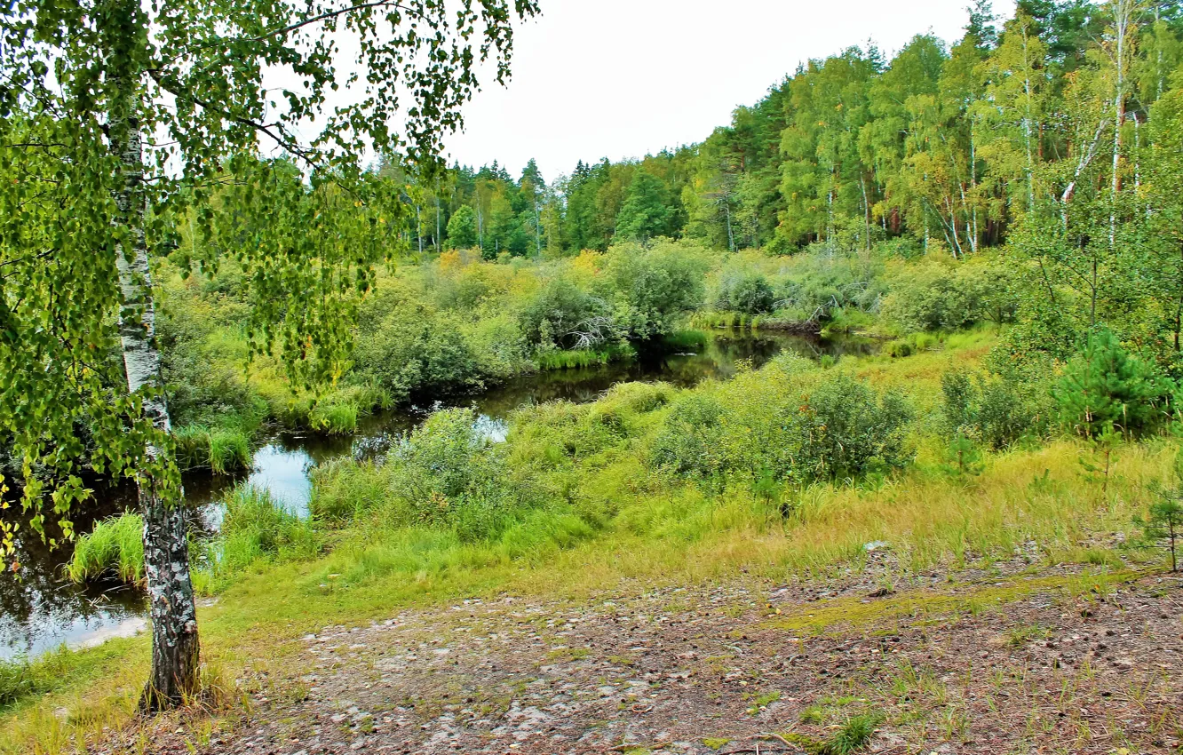 Photo wallpaper forest, summer, river, birch, the Bush