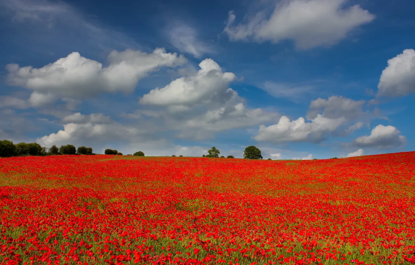 Photo wallpaper field, summer, the sky, clouds, trees, flowers, red, nature
