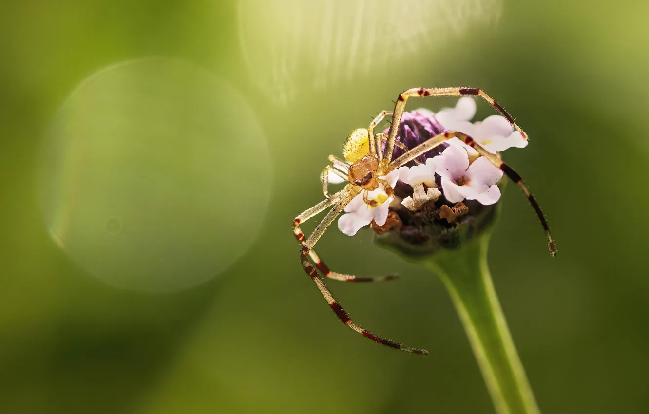 Photo wallpaper macro, spider, insect