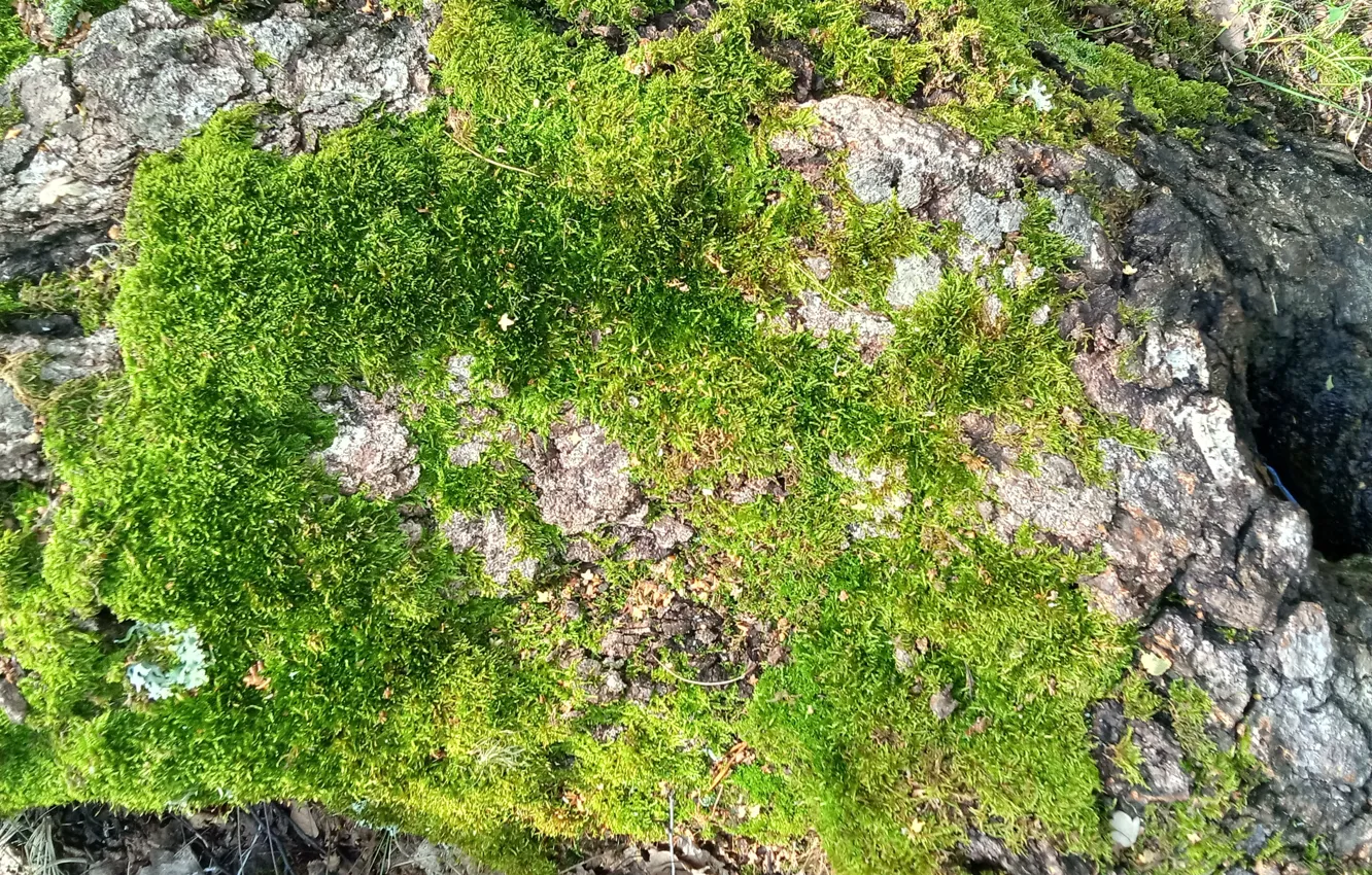 Photo wallpaper tree, moss, nature nature, texture