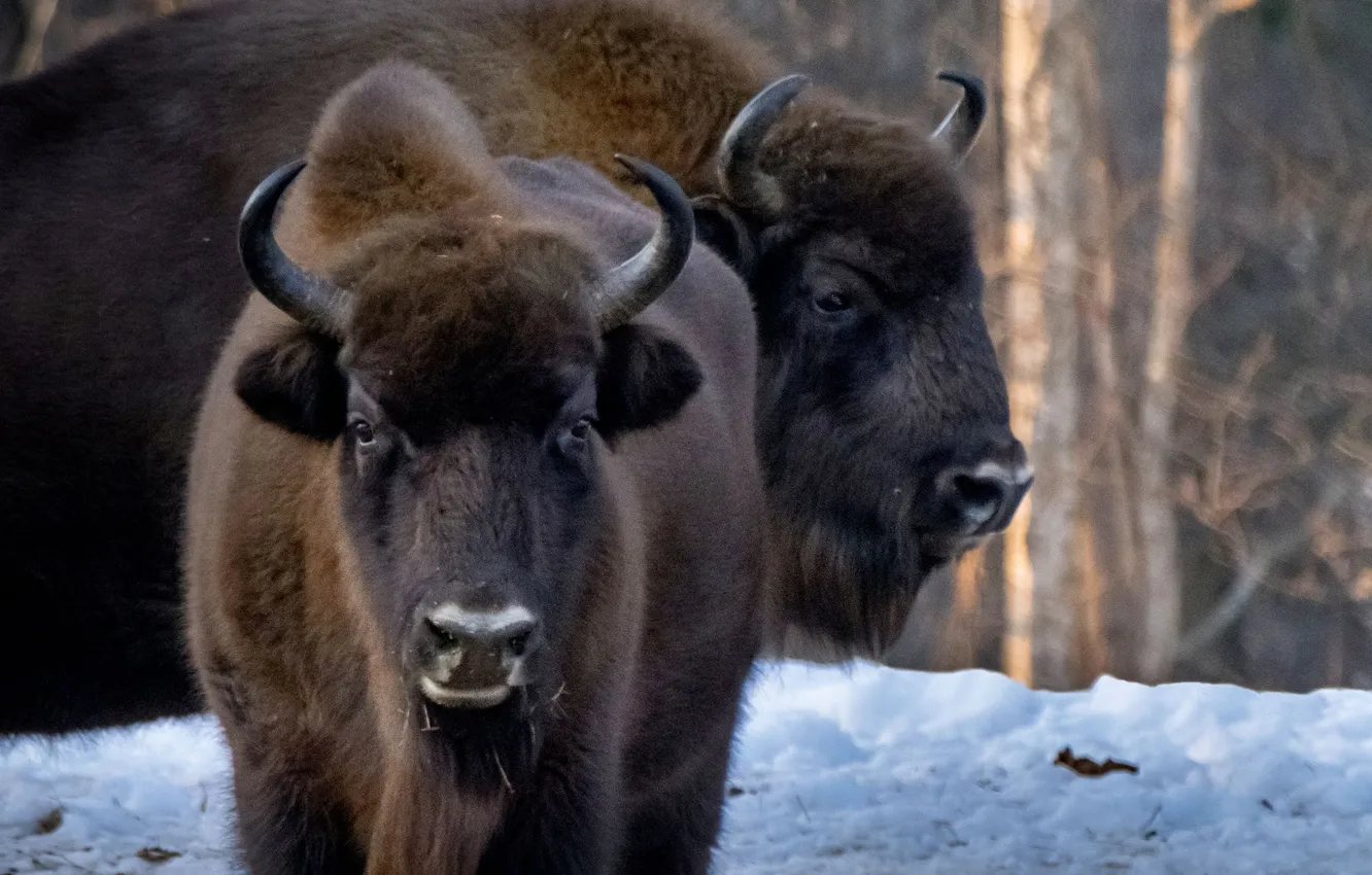 Photo wallpaper forest, Belarus, Bison, Nadezhda Demkina, Krasny Bor