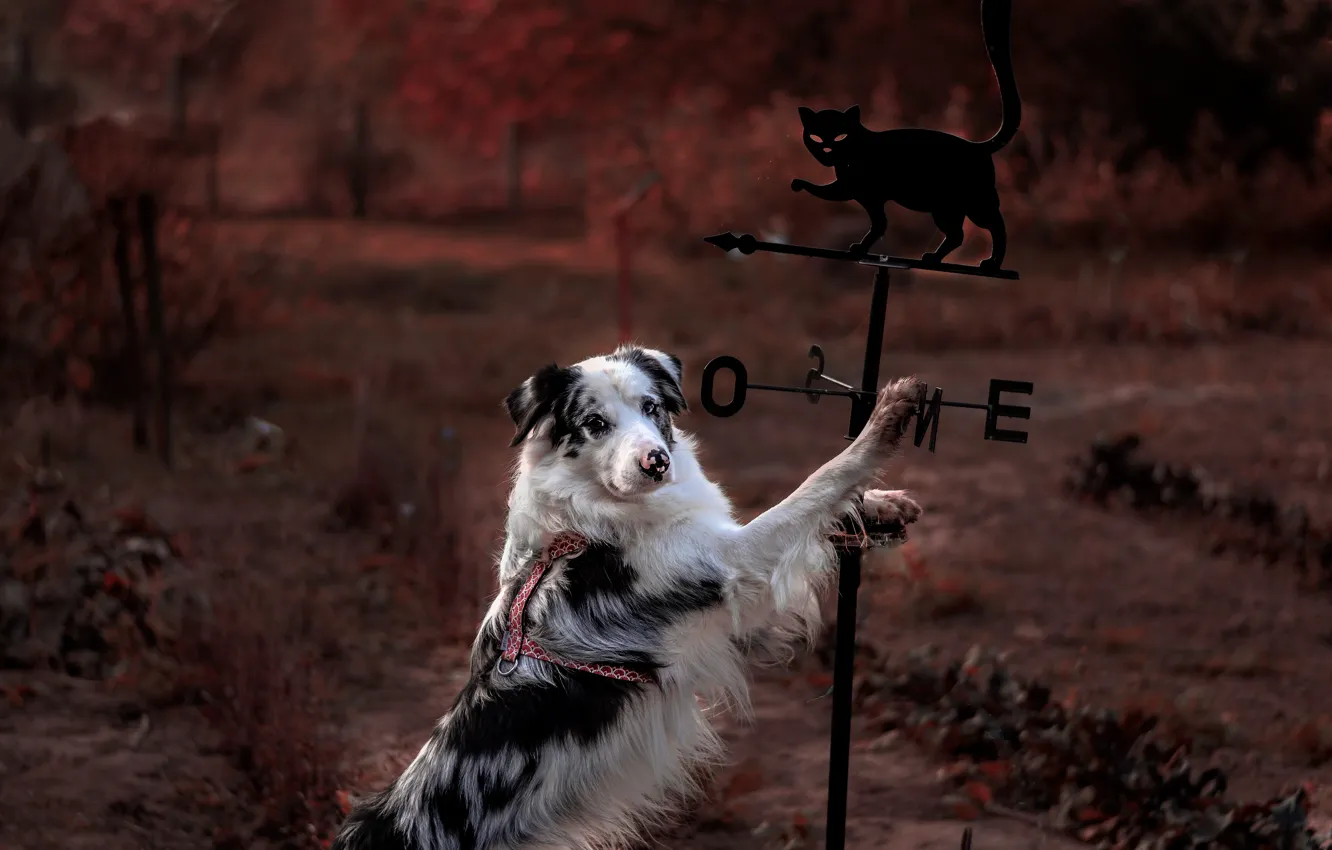 Photo wallpaper autumn, cat, cat, nature, pose, Park, background, arrows