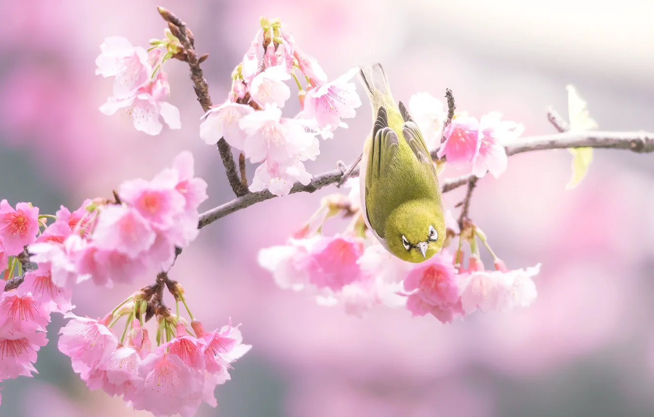 Photo wallpaper flowers, branches, yellow, background, bird, spring, Sakura, pink