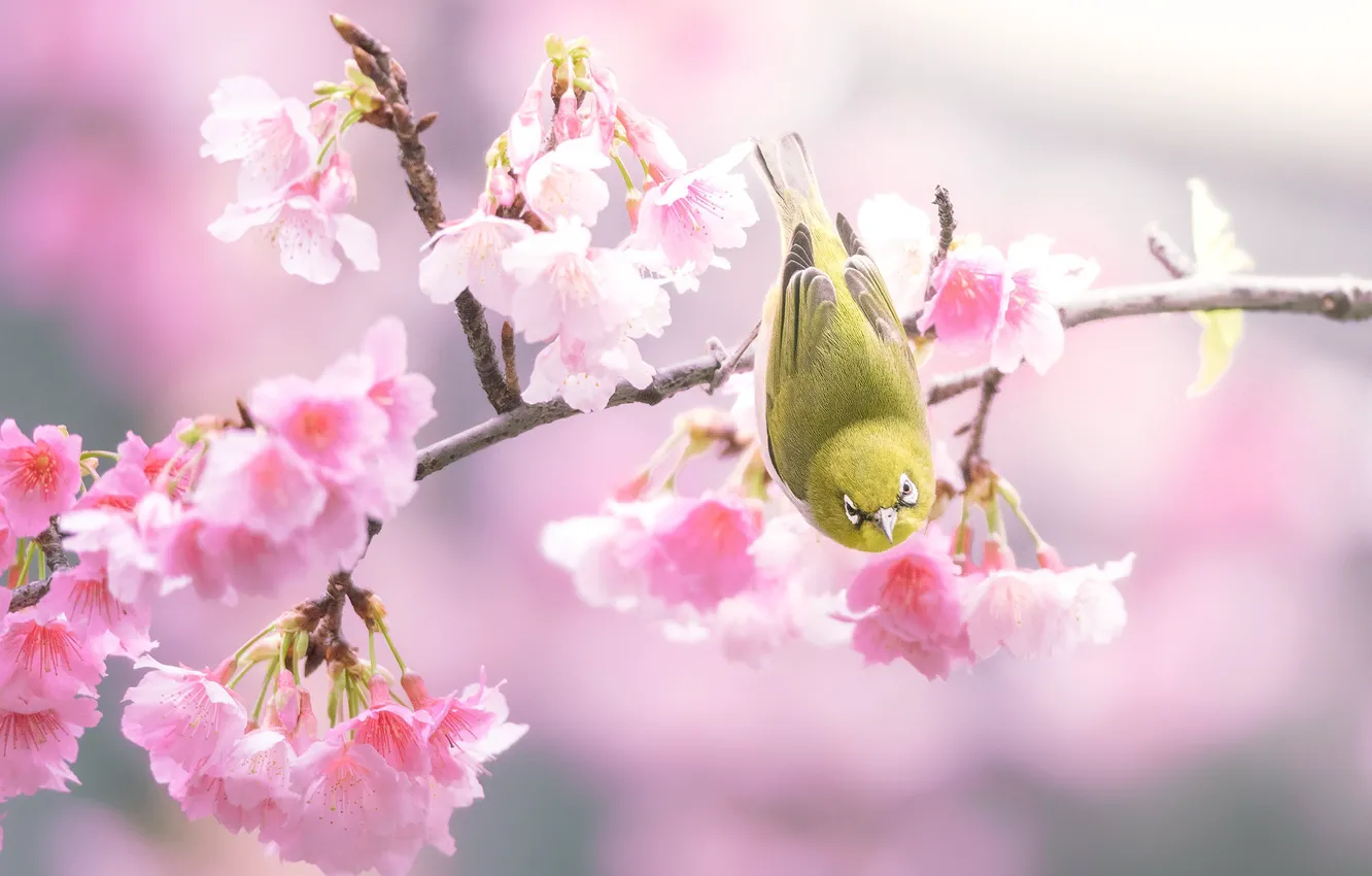 Photo wallpaper flowers, background, bird, branch, spring, Sakura, pink, bird