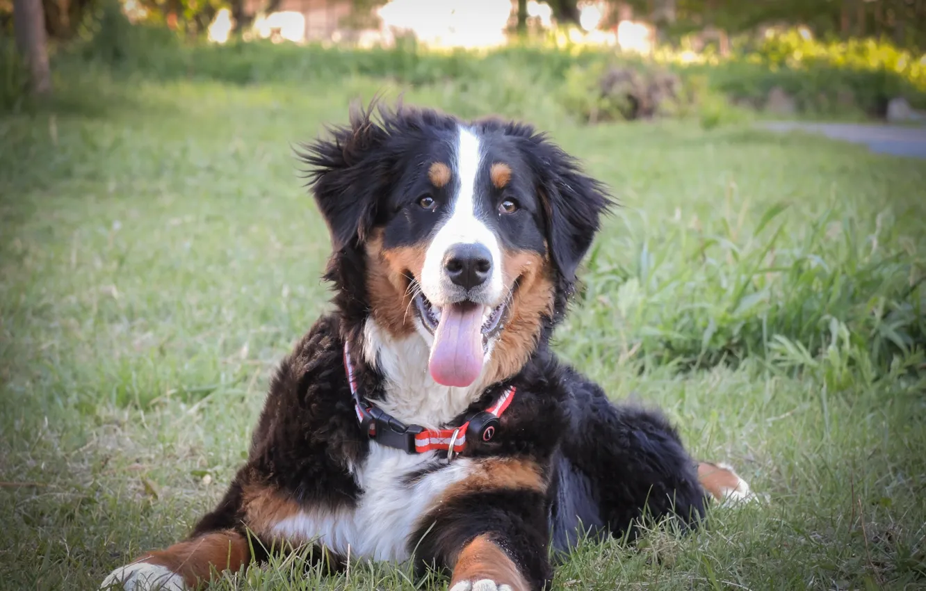 Photo wallpaper dog, spring, puppy, mountain dog, Bernese mountain dog