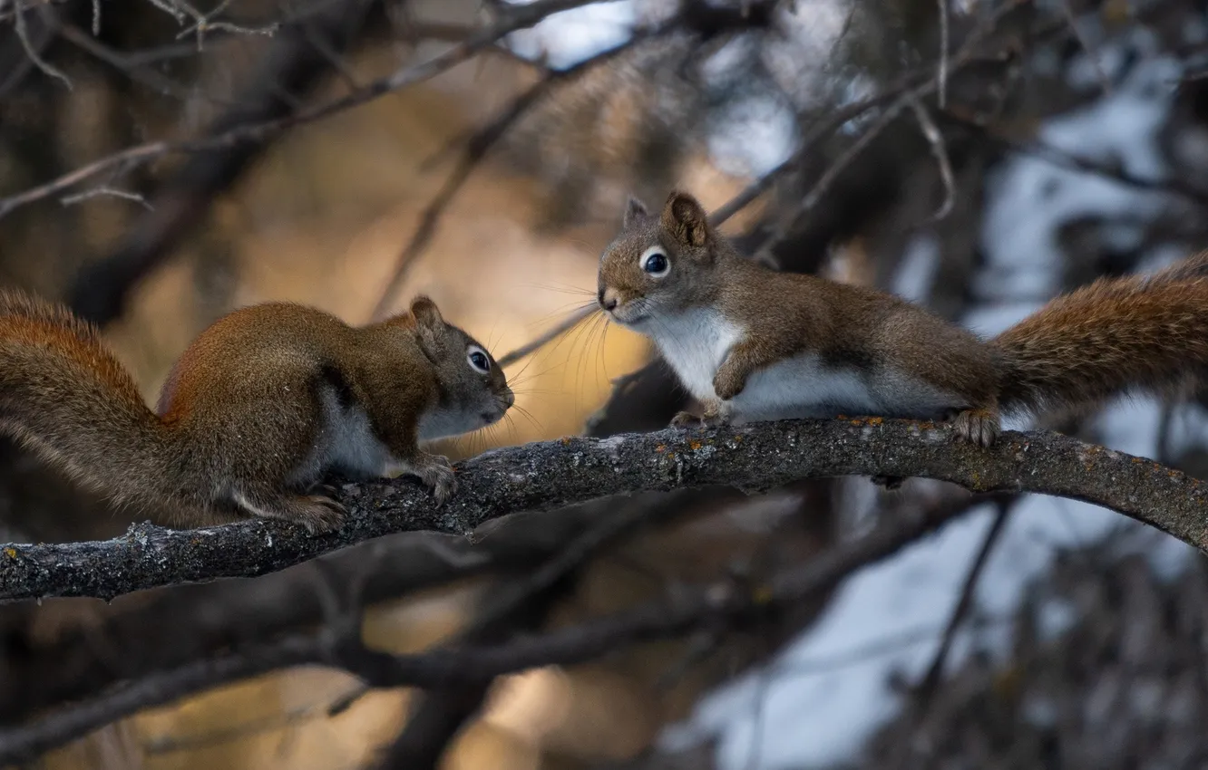 Photo wallpaper wallpaper, forest, animals, branch, Squirrels