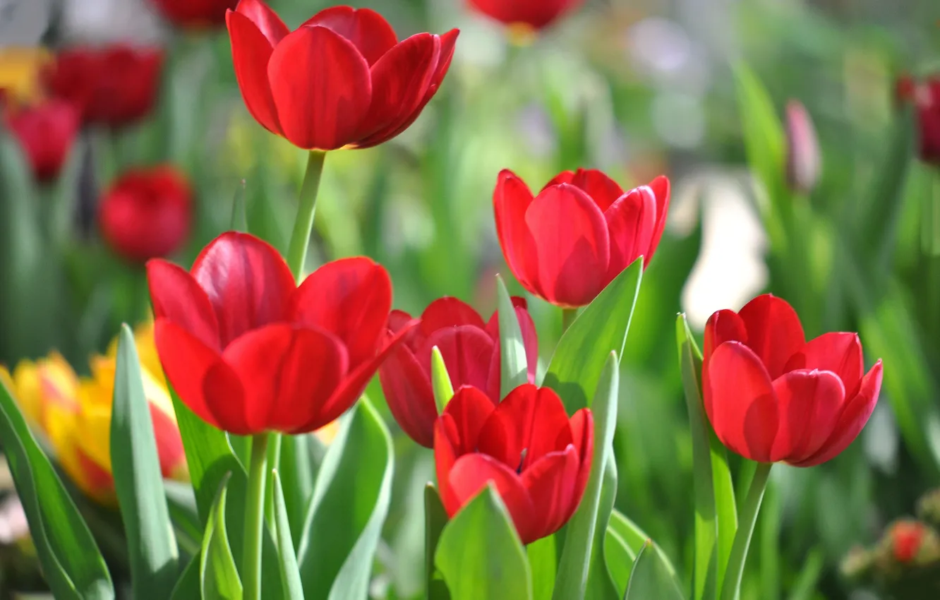 Photo wallpaper leaves, petals, garden, stem, meadow, tulips