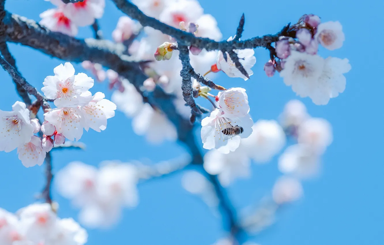 Photo wallpaper bee, spring, garden