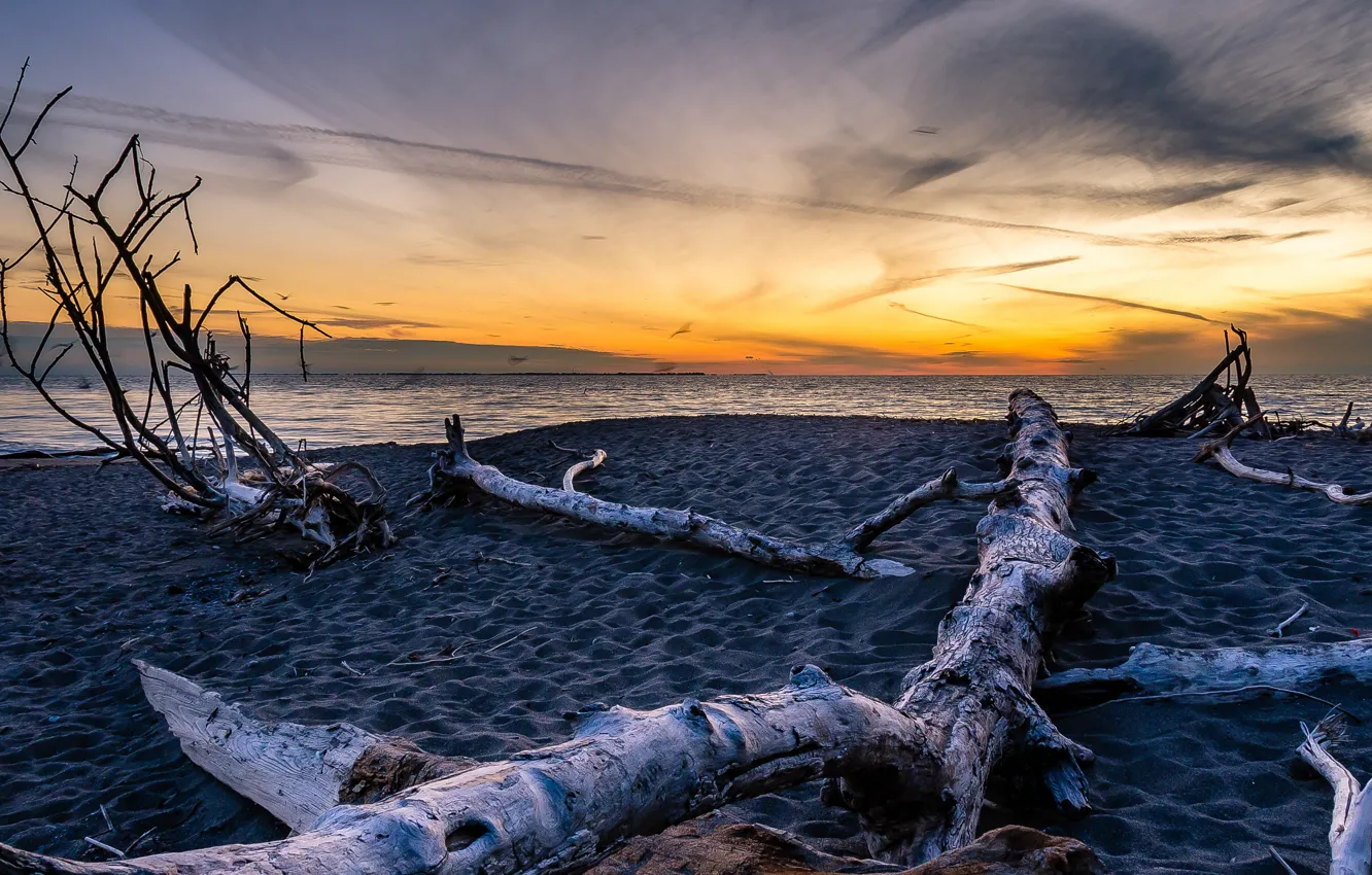 Photo wallpaper sunset, tree, shore