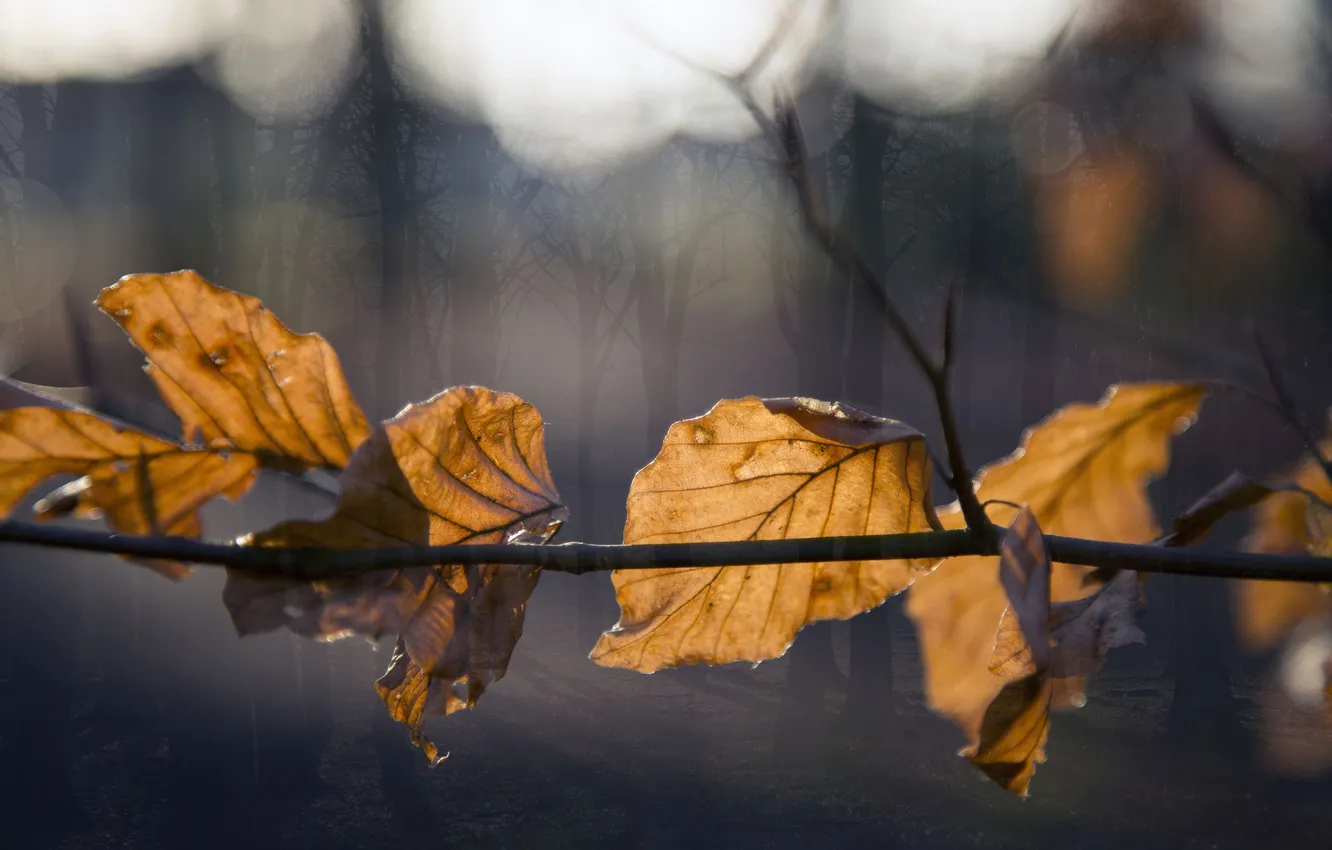Photo wallpaper autumn, leaves, nature