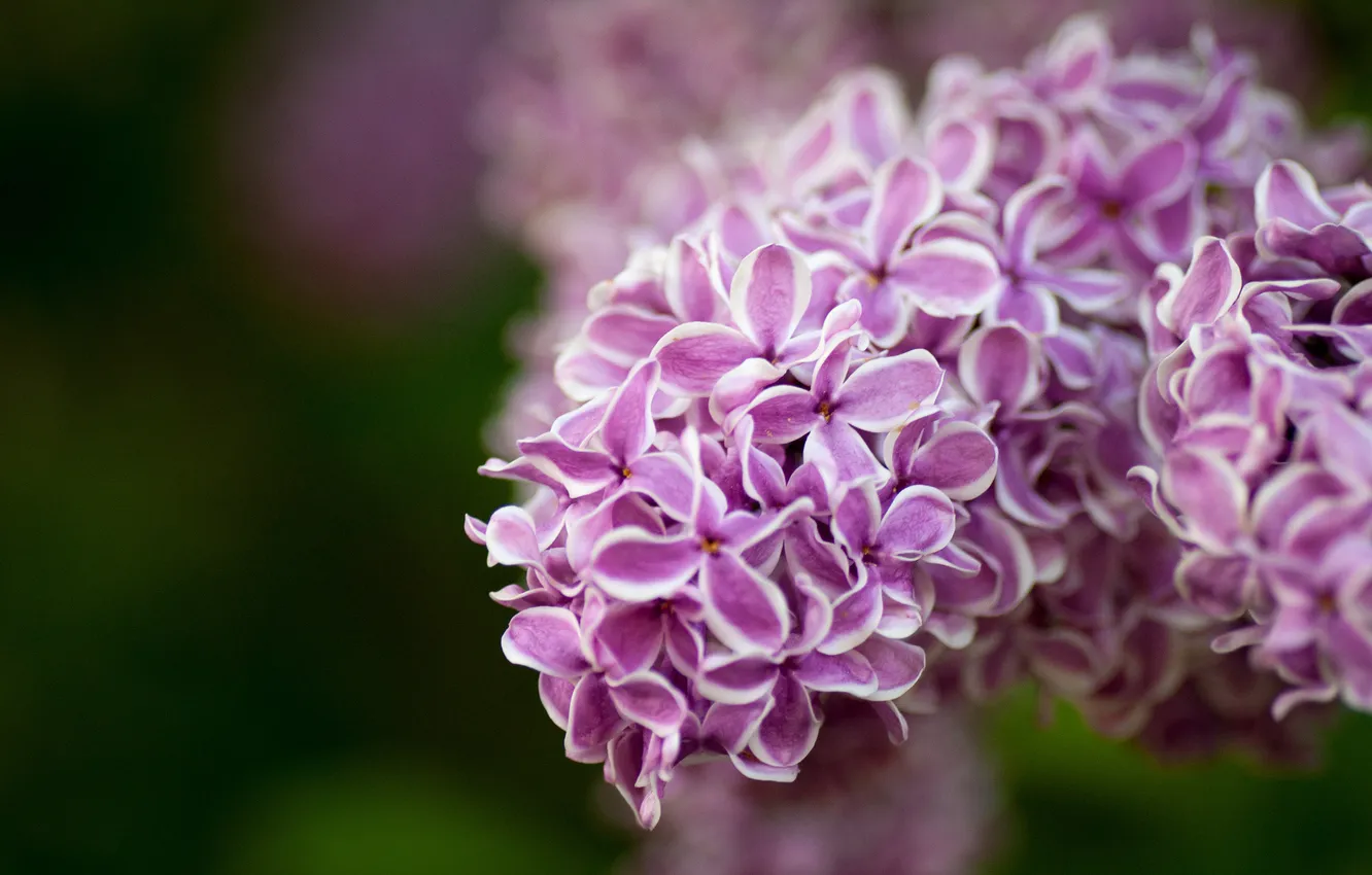 Photo wallpaper macro, lilac, inflorescence