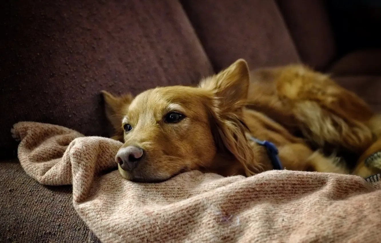 Photo wallpaper each, home, dog