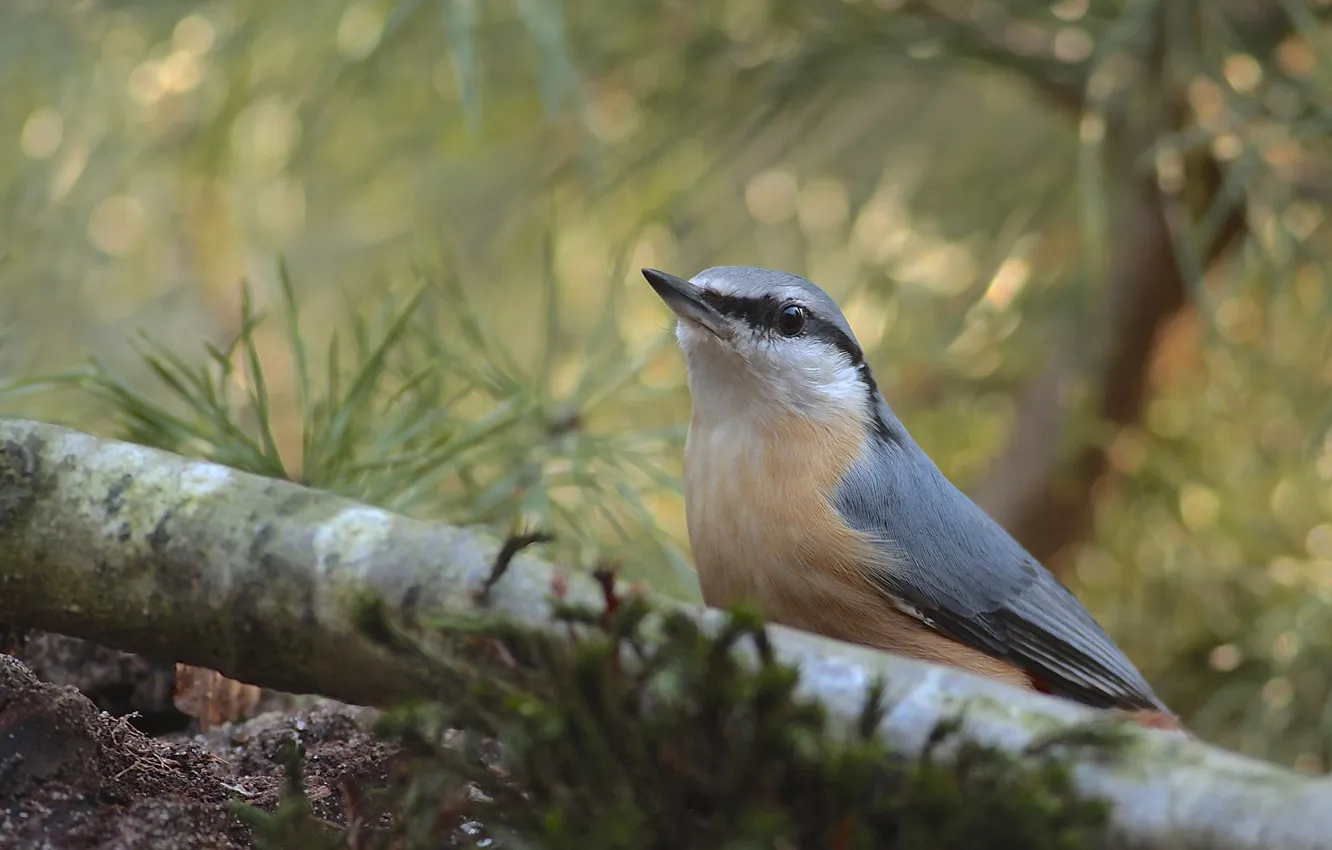 Photo wallpaper grass, branches, bird, trunk