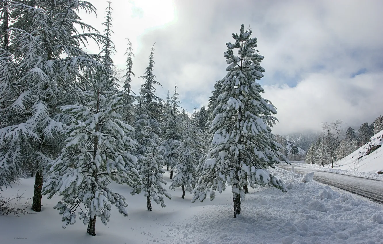 Photo wallpaper winter, road, trees