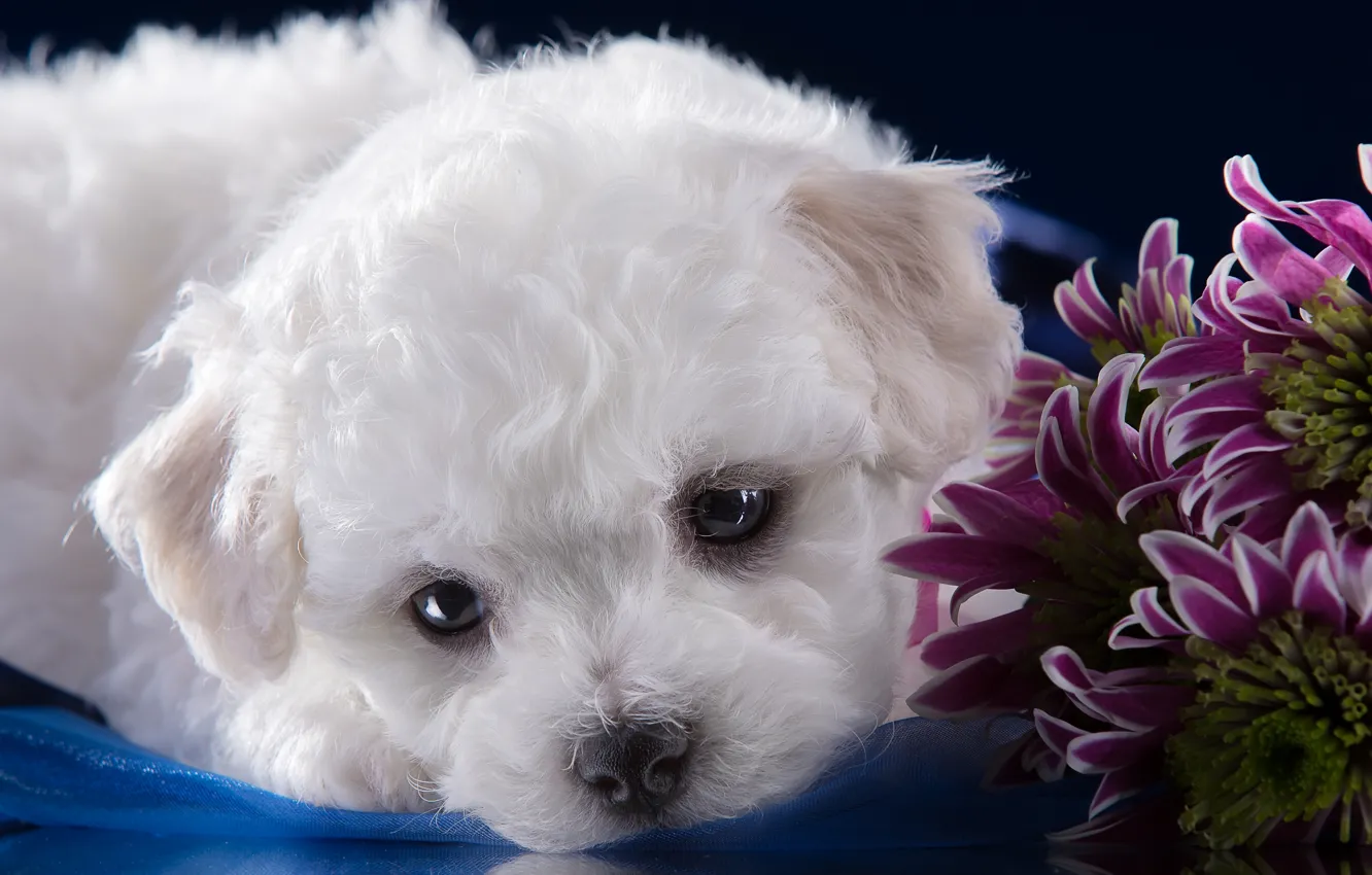 Photo wallpaper white, sweetheart, muzzle, puppy, chrysanthemum, Bichon Frise