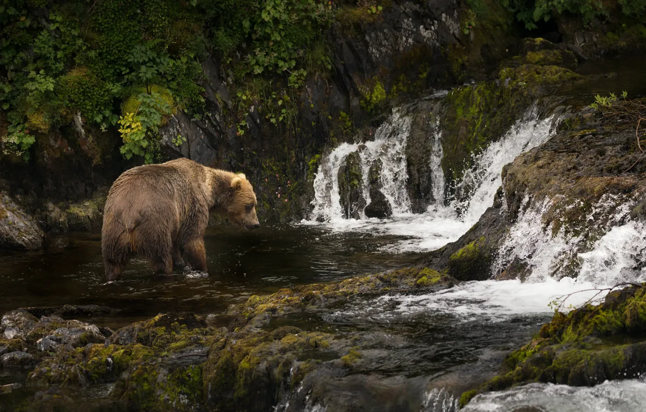 Photo wallpaper river, Alaska, cascade, Brown bear, Kodiak