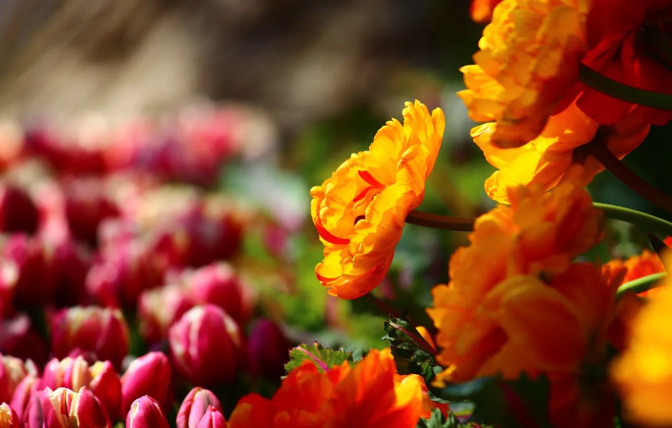 Photo wallpaper field, flowers, background, bright, spring, petals, garden, tulips