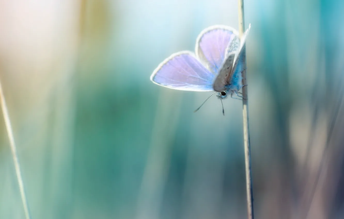 Photo wallpaper macro, photo, background, Wallpaper, butterfly, plants, a blade of grass, wallpapers