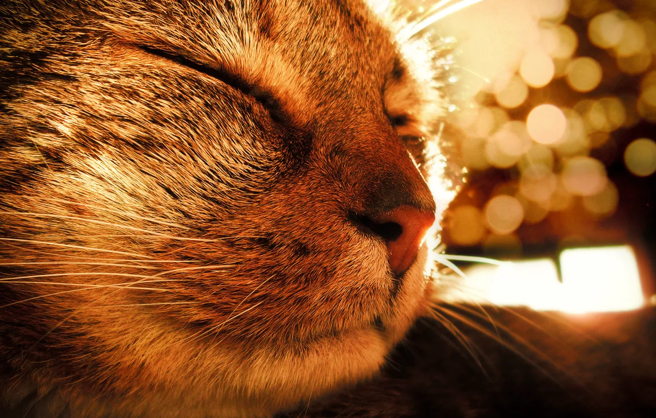 Photo wallpaper cat, the sun, mood