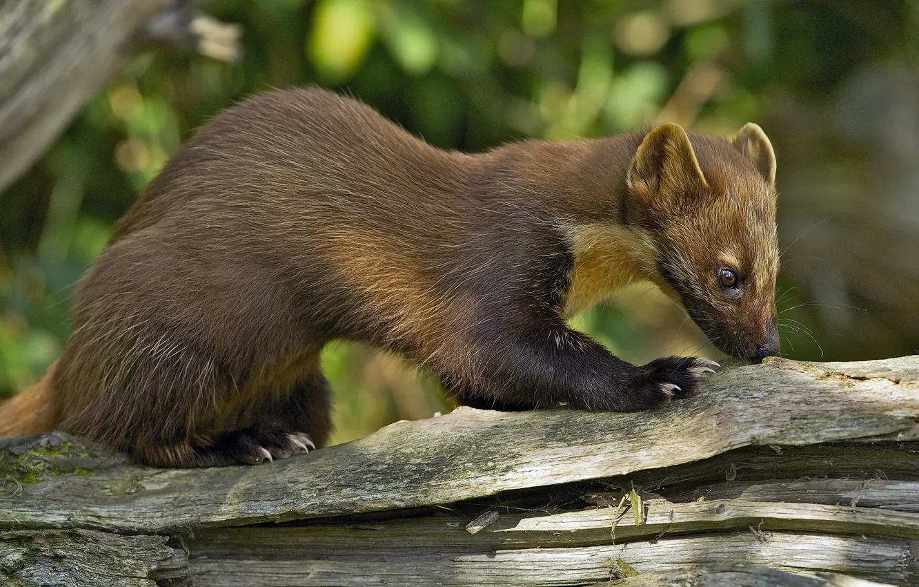 Photo wallpaper nature, pose, profile, log, marten