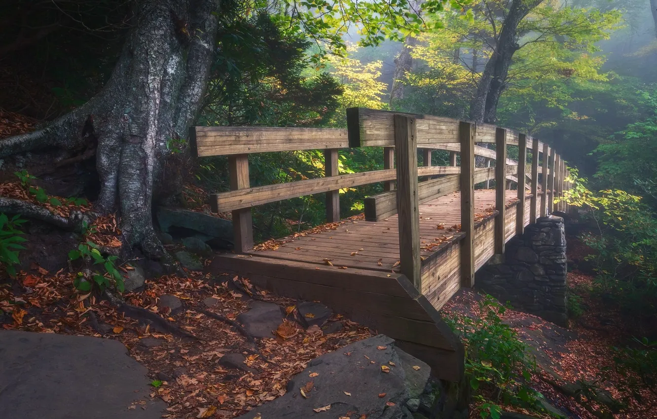 Photo wallpaper forest, bridge, wooden bridge
