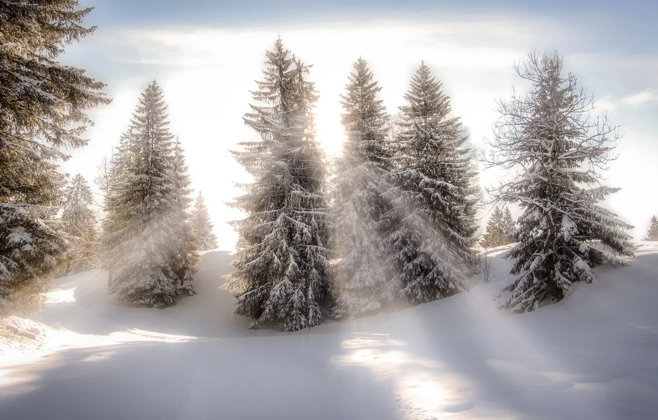 Photo wallpaper winter, forest, light, fog