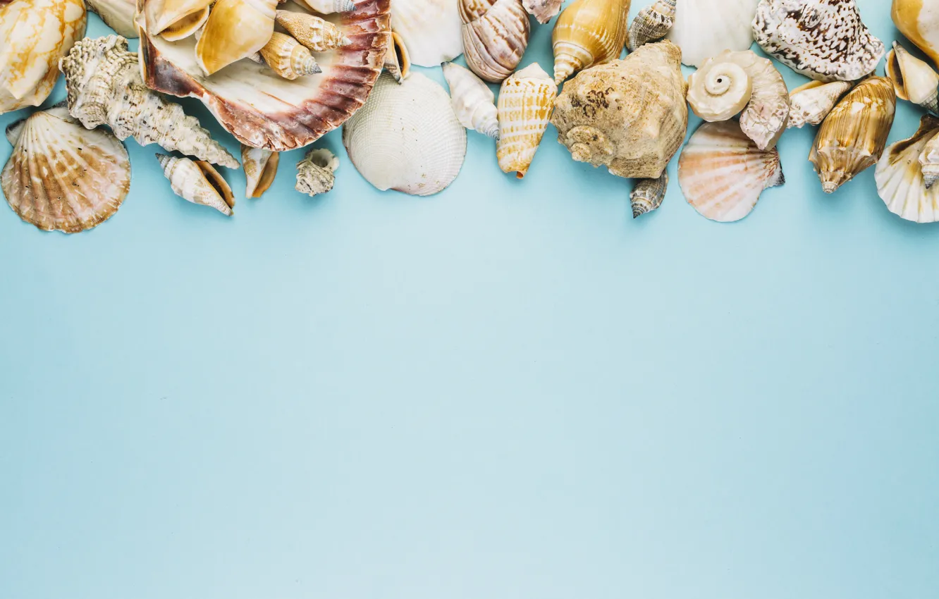 Photo wallpaper summer, background, shell, summer, beach, marine, composition, seashells