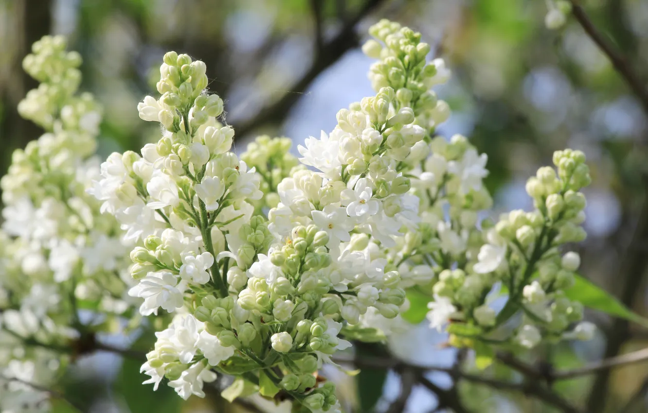 Photo wallpaper white, flower, spring, lilac, twig, blooming
