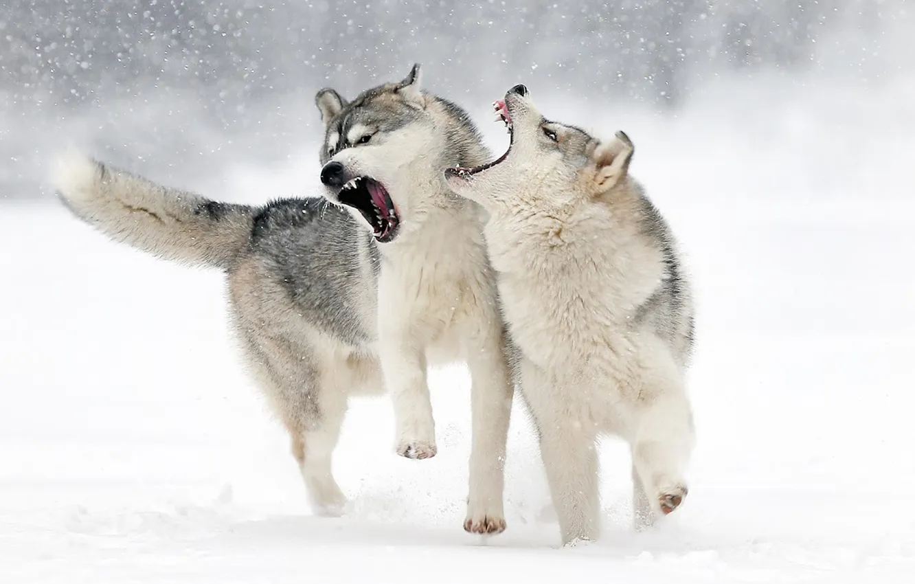 Photo wallpaper Predator, nature, snow, face, animal, wolf, canis lupus, wildlife