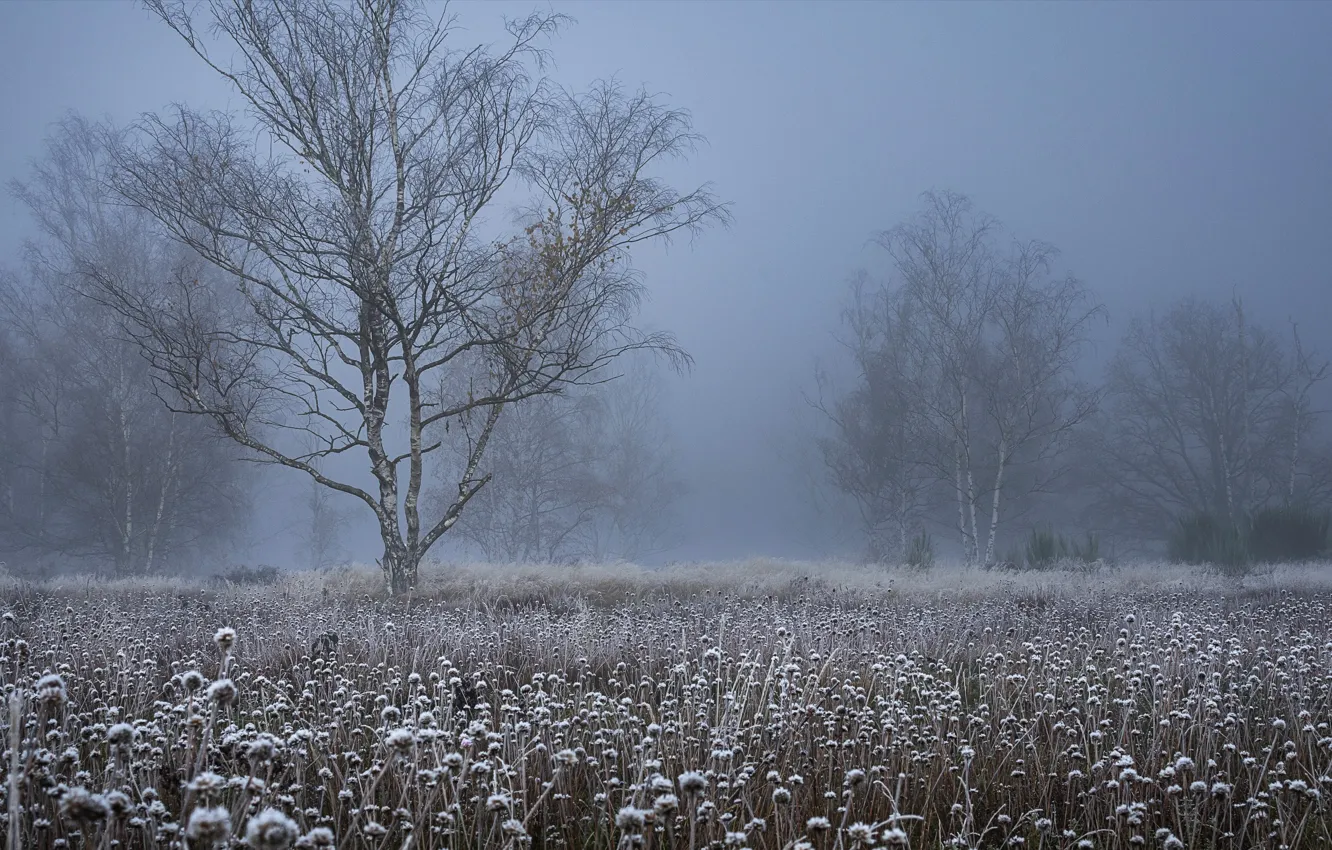 Photo wallpaper field, autumn, fog